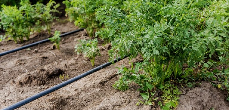 Efficiency Showdown: Comparing Sprinkler Control Systems and Drip Irrigation